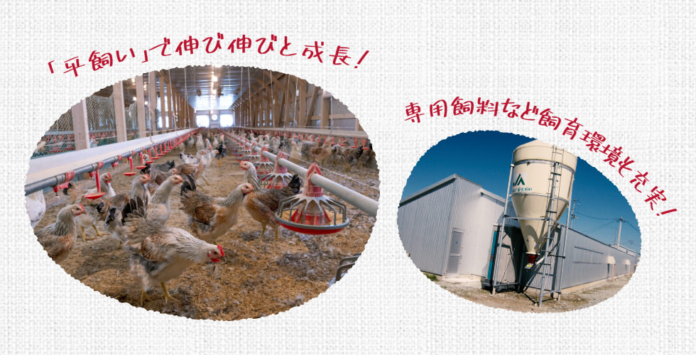 「平飼い」で伸び伸びと成長！専用飼料など飼育環境も充実！