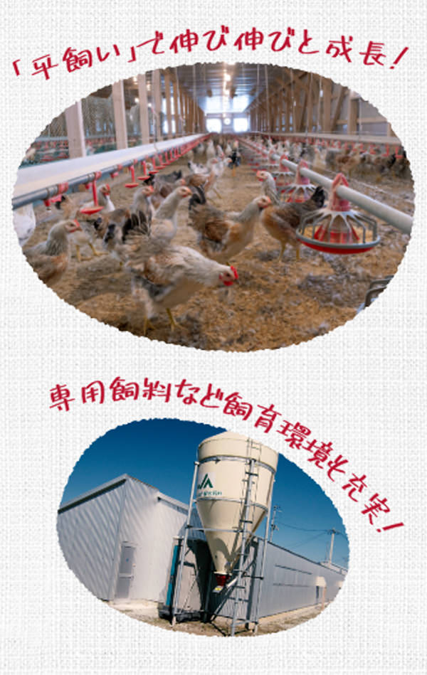 「平飼い」で伸び伸びと成長！専用飼料など飼育環境も充実！