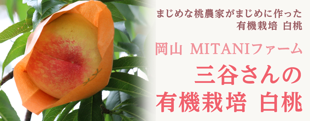 岡山 MITANIファーム 三谷さんの有機栽培 白桃