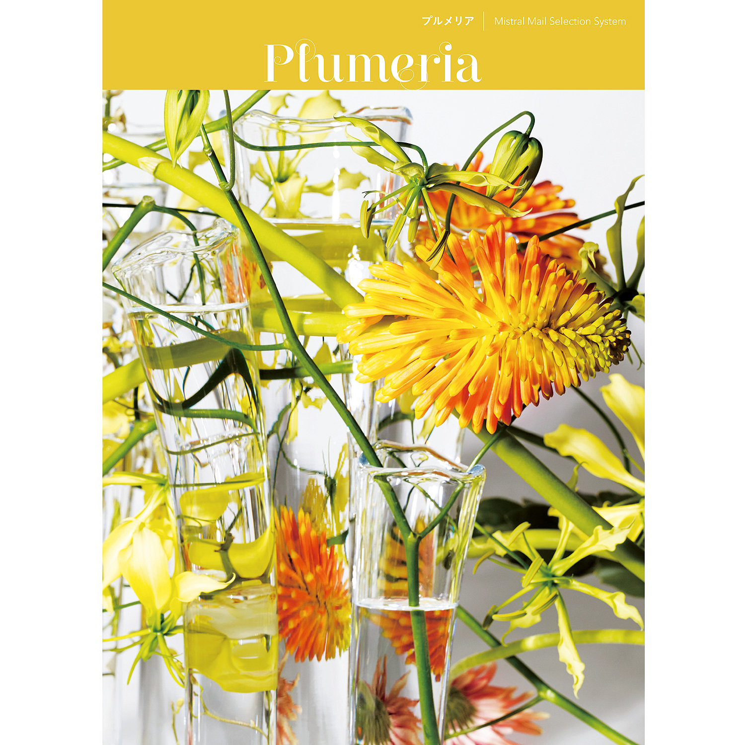 Mistral ミストラル Plumeria プルメリア Yamato A 14 ギフト通販なら東急百貨店ネットショッピング Mistral ミストラル Plumeria プルメリア Yamato A 14 ギフト通販なら東急百貨店ネットショッピング