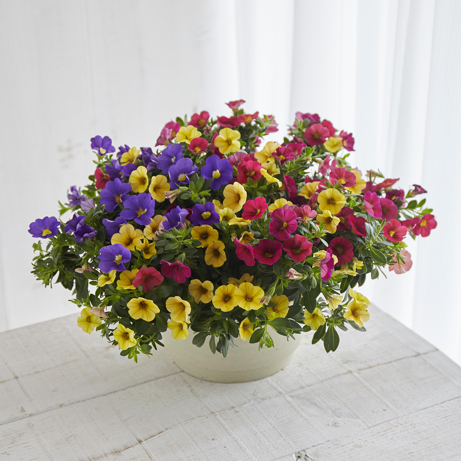 母の日ギフト 日比谷花壇 カリブラコア3色寄せ植え 21mama 10h 019 ギフト通販なら東急百貨店ネットショッピング