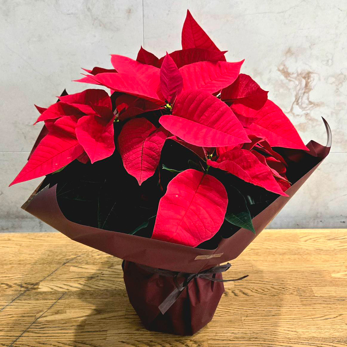 □クリスマス≪HanaHana≫ポインセチア 5号（送料込）(25Xgift-53FD