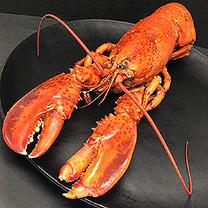 ≪魚力≫オマール海老